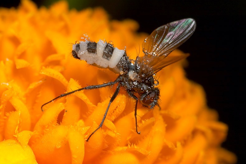 Infected Fly - Insects