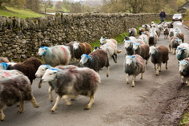 Cumbrian sheep 1 - Lake District