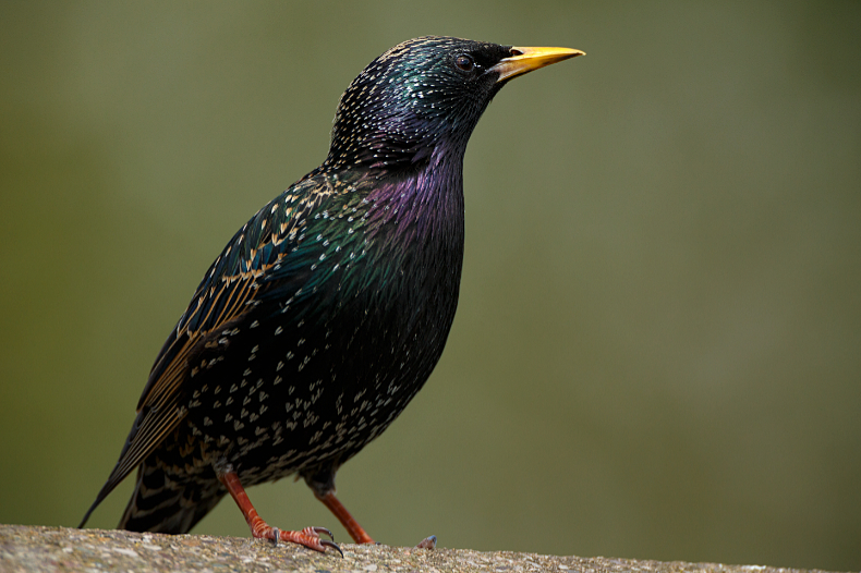 Starling - Birds