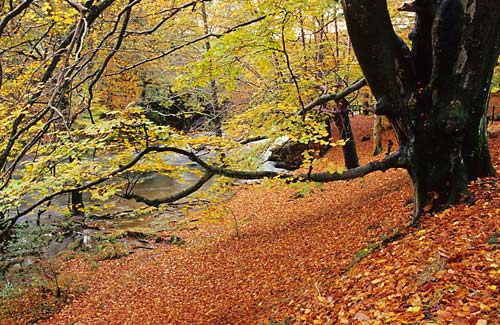 Brathay Beeches - Lake District