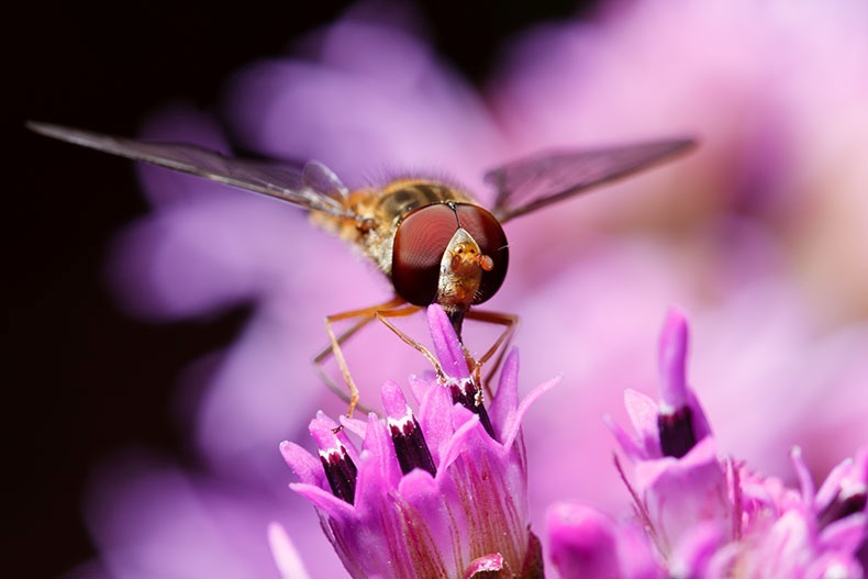 Hoverfly - Insects