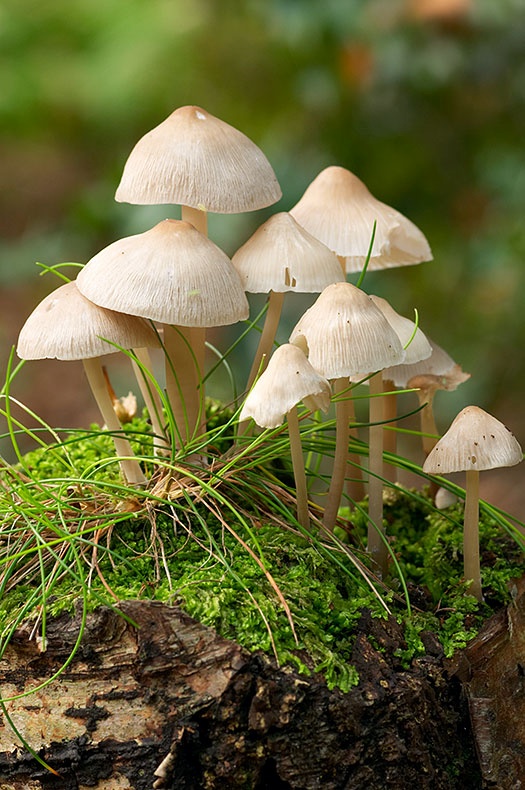 Fungi on a Tree Stump 1 - Fungi