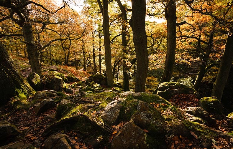 Aira Force Woodland - Lake District