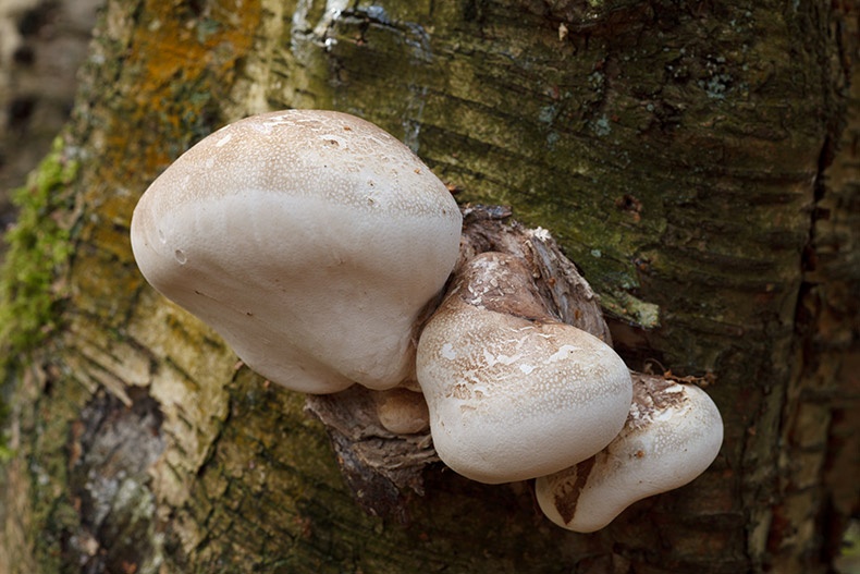 Birch Polypore - Fungi