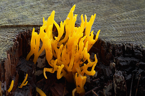 Calocera - Fungi