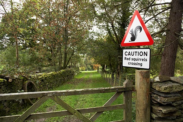 Squirrel Crossing - Lake District