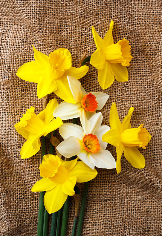 Daffodils - Close Up & Still Life