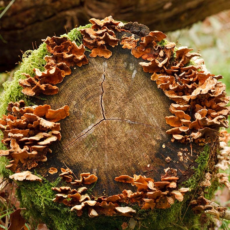 Fungus on Log - Fungi