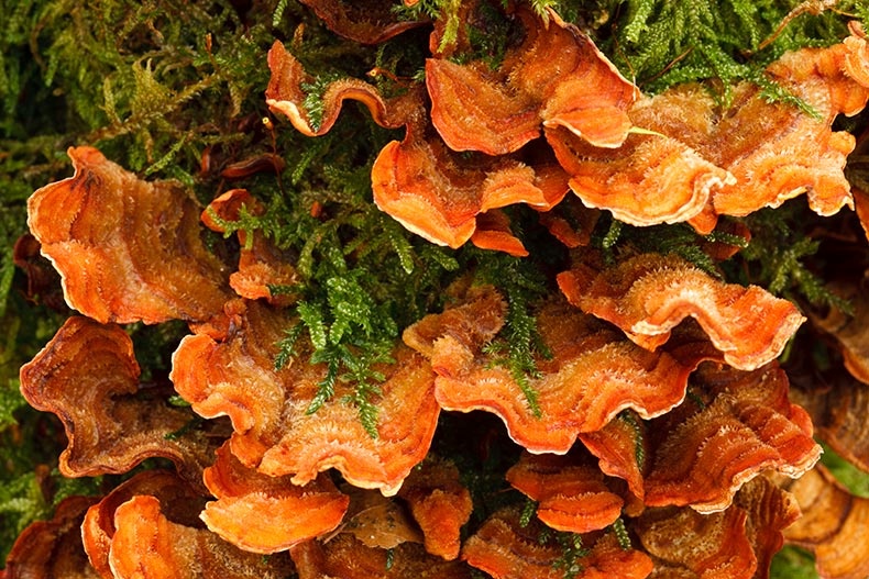 Fungus on Log - Fungi