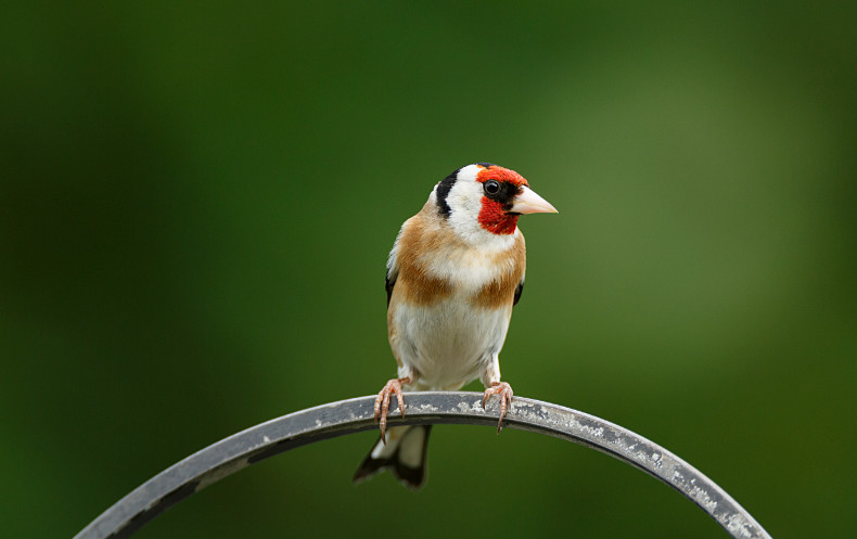 Goldfinch - Birds