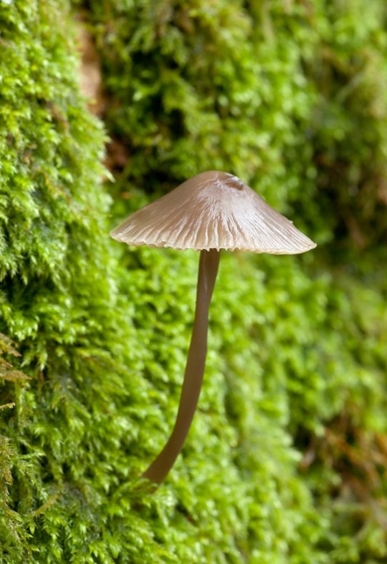 Fungi - Fungi