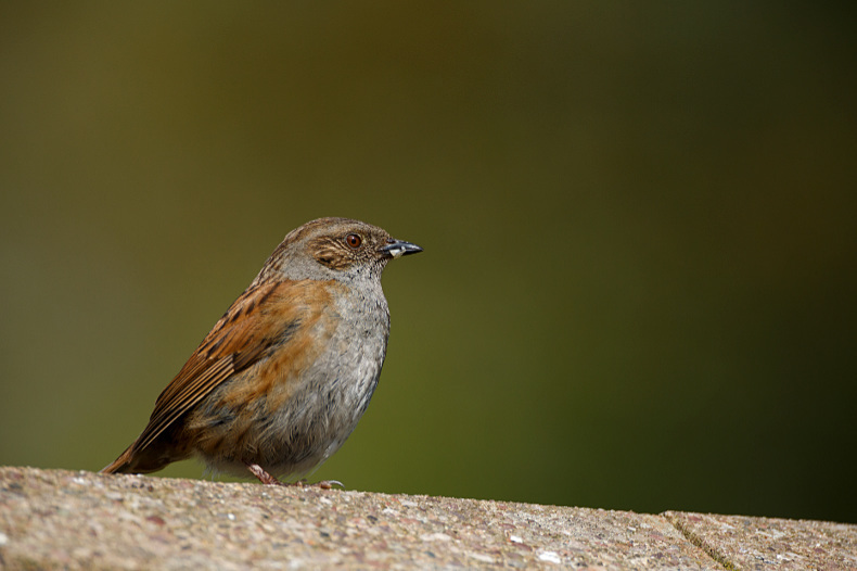 Dunnock - Birds