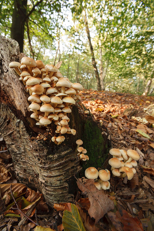 Sulphur Tuft Fungus 2 - Fungi