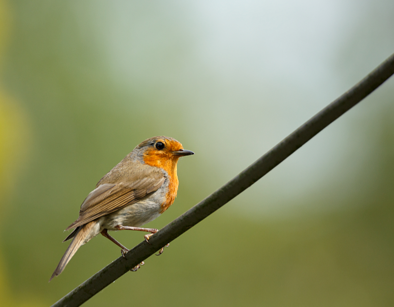 Robin - Birds