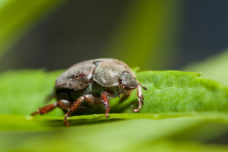 Chafer Beetle 2 - Insects