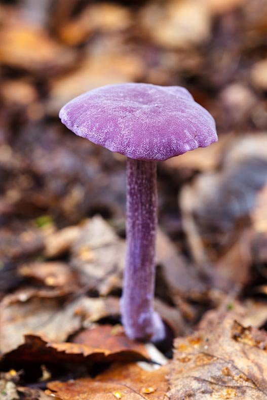 Amethyst Deceiver - Fungi
