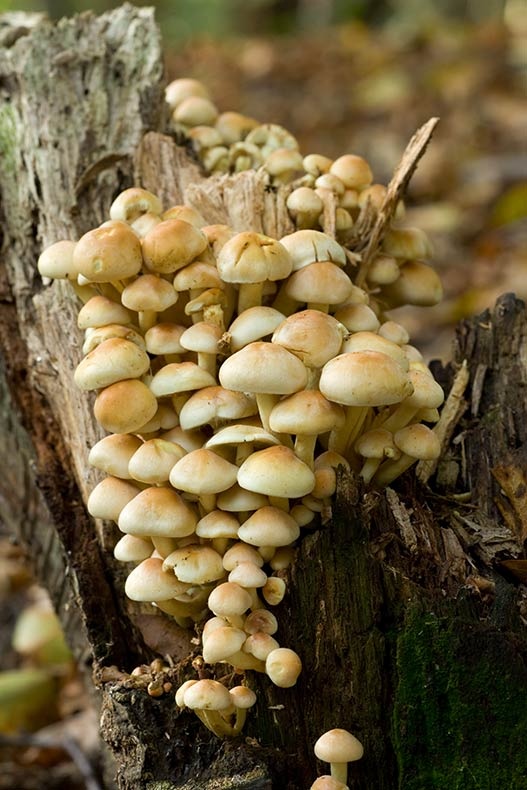 Sulphur Tuft Fungus 1 - Fungi