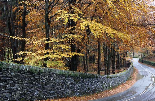 Beeches - Lake District