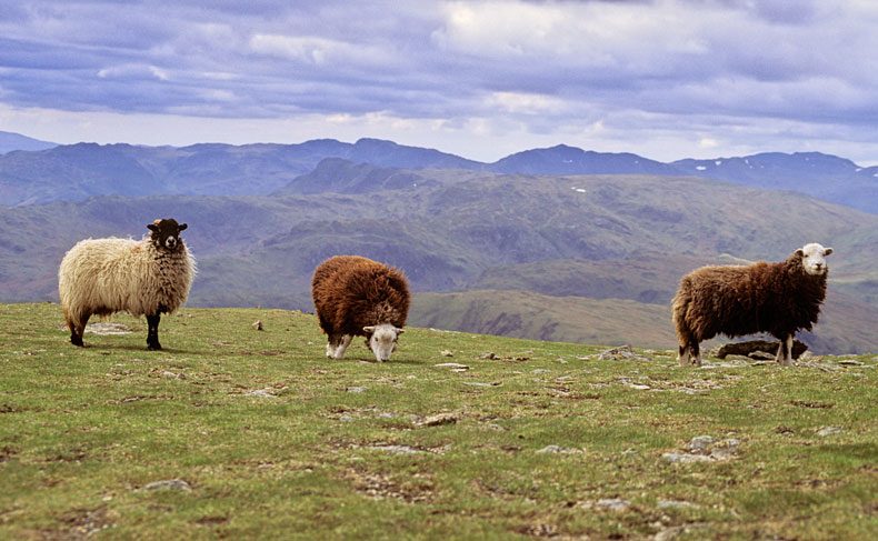 Sheep on Helvellyn - Lake District