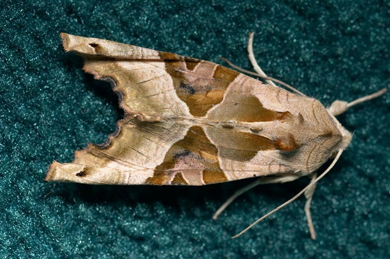 Angelshades Moth - Insects