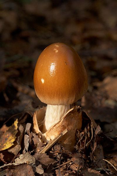 Tawny Grisette 1 - Fungi