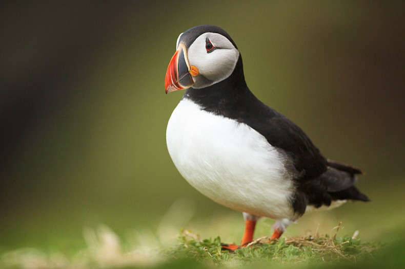 Puffin - Birds