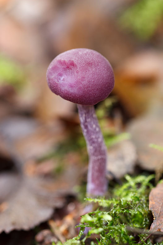 Amethyst Deceiver - Fungi