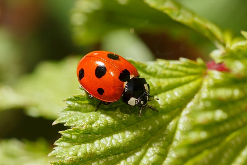 Seven Spot Ladybird