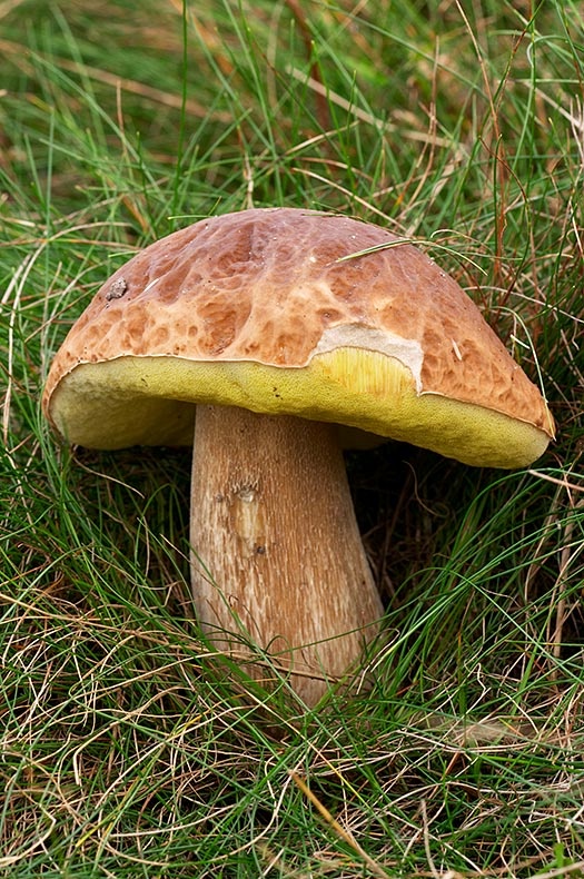 Boletus - Fungi