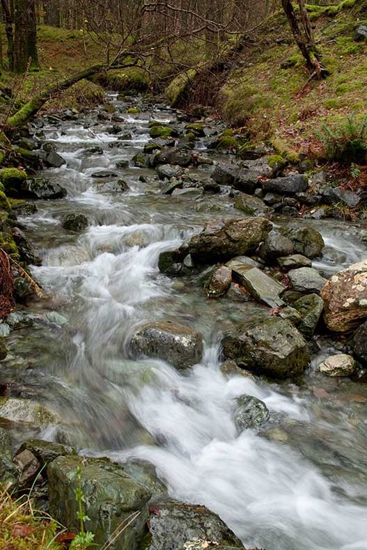 Beck in Dalt Wood - Lake District