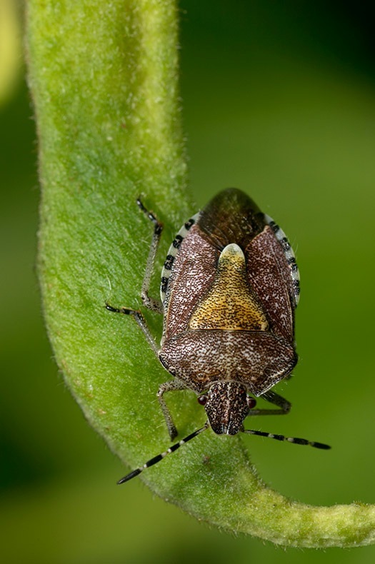 Sloe Bug - Insects