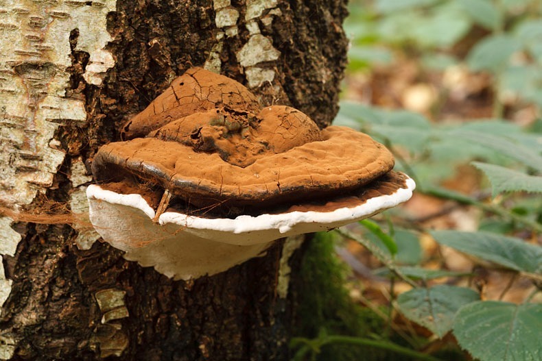 Ganoderma applanatum - Fungi