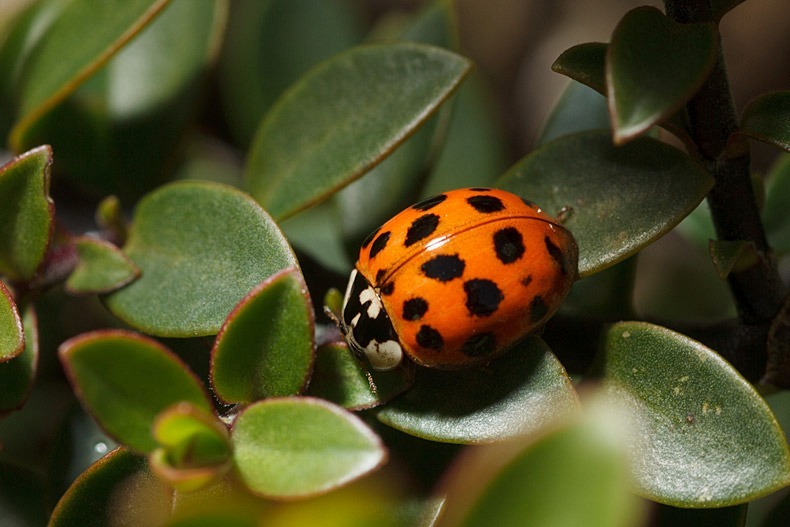 Harlequin Ladybird - Insects