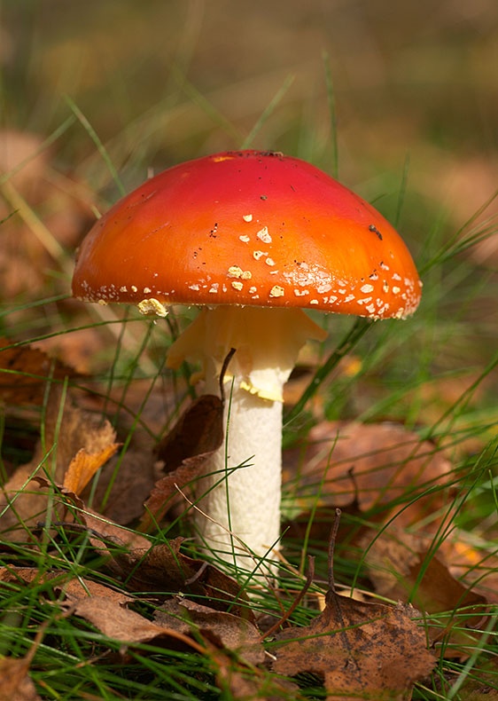 Fly Agaric 1 - Fungi