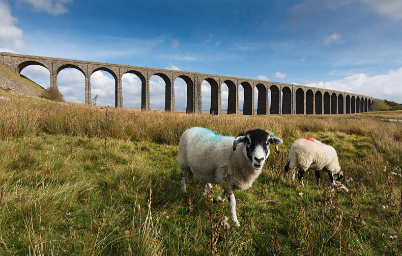 Inquisitive Sheep - Landscapes