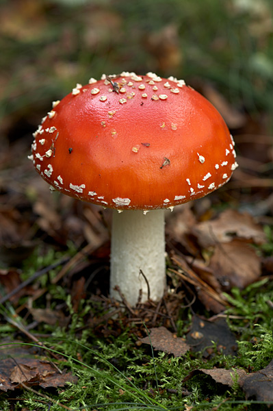 Fly Agaric - Fungi
