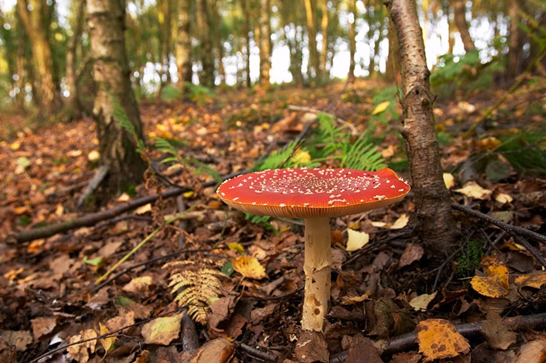 Fly Agaric 3 - Fungi