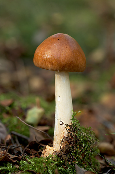 Tawny Grisette 2 - Fungi