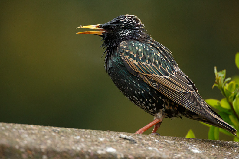 Starling - Birds