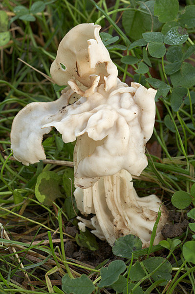 Helvella crispa - Fungi