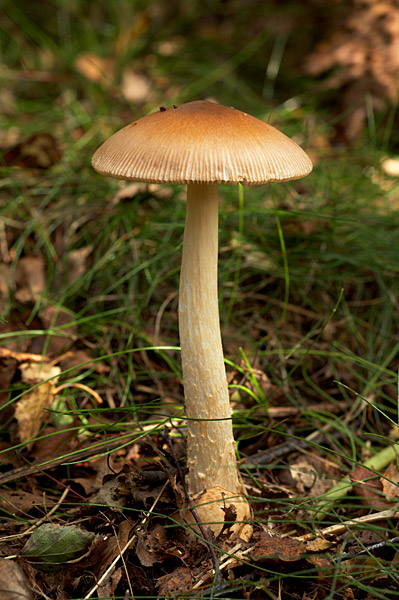 Tawny Grisette 3 - Fungi