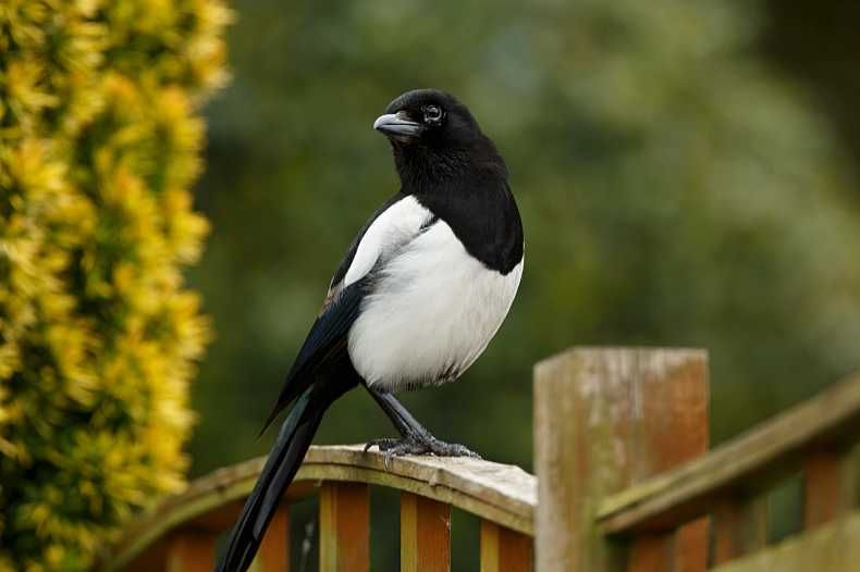 Magpie - Birds