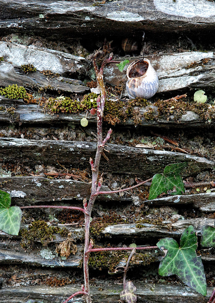 Secrets Of The Hedgrow - The Natural World