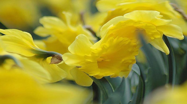Golden Daffodils - The Natural World