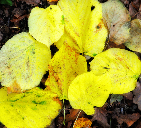 Fallen Gold - The Natural World