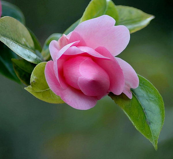 Crimson Camelia - The Natural World