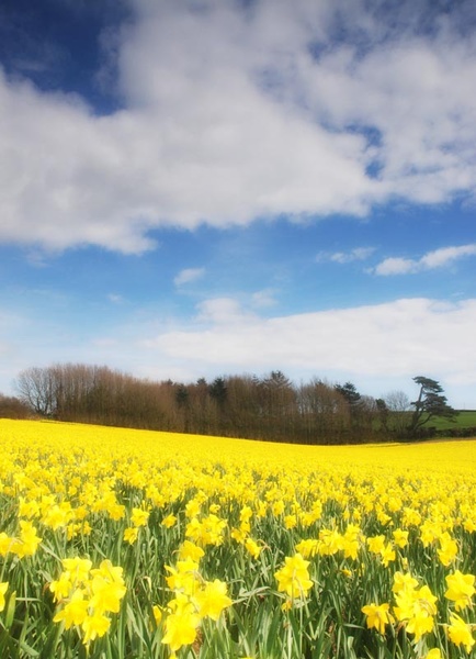 'A Host Of Golden Daffodils' - Landscapes