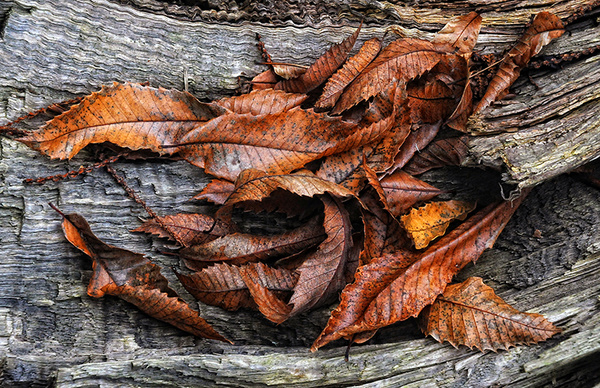 Golden Brown - The Natural World