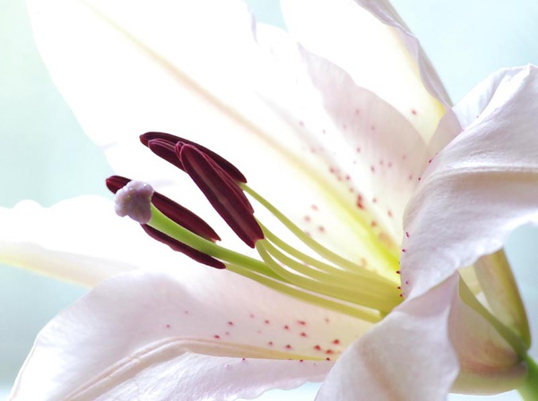Pastel Petals - The Natural World