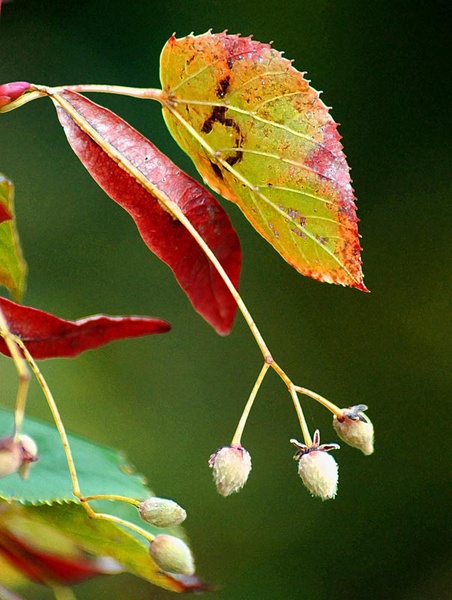 Autumn Leaves - The Natural World